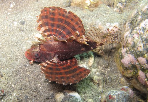 Gurnard Lionfish